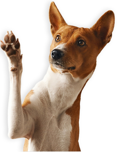 Adorable Dog