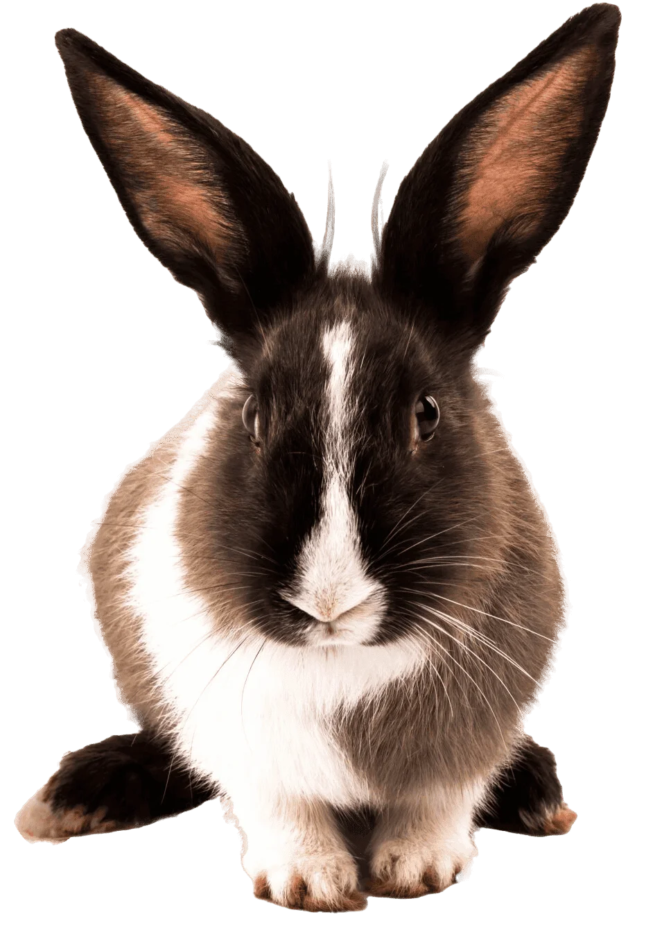 Ecocardiograma Doppler