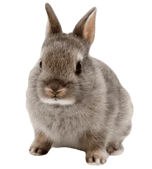 Ultrasonografía Abdominal y de Vías Urinarias