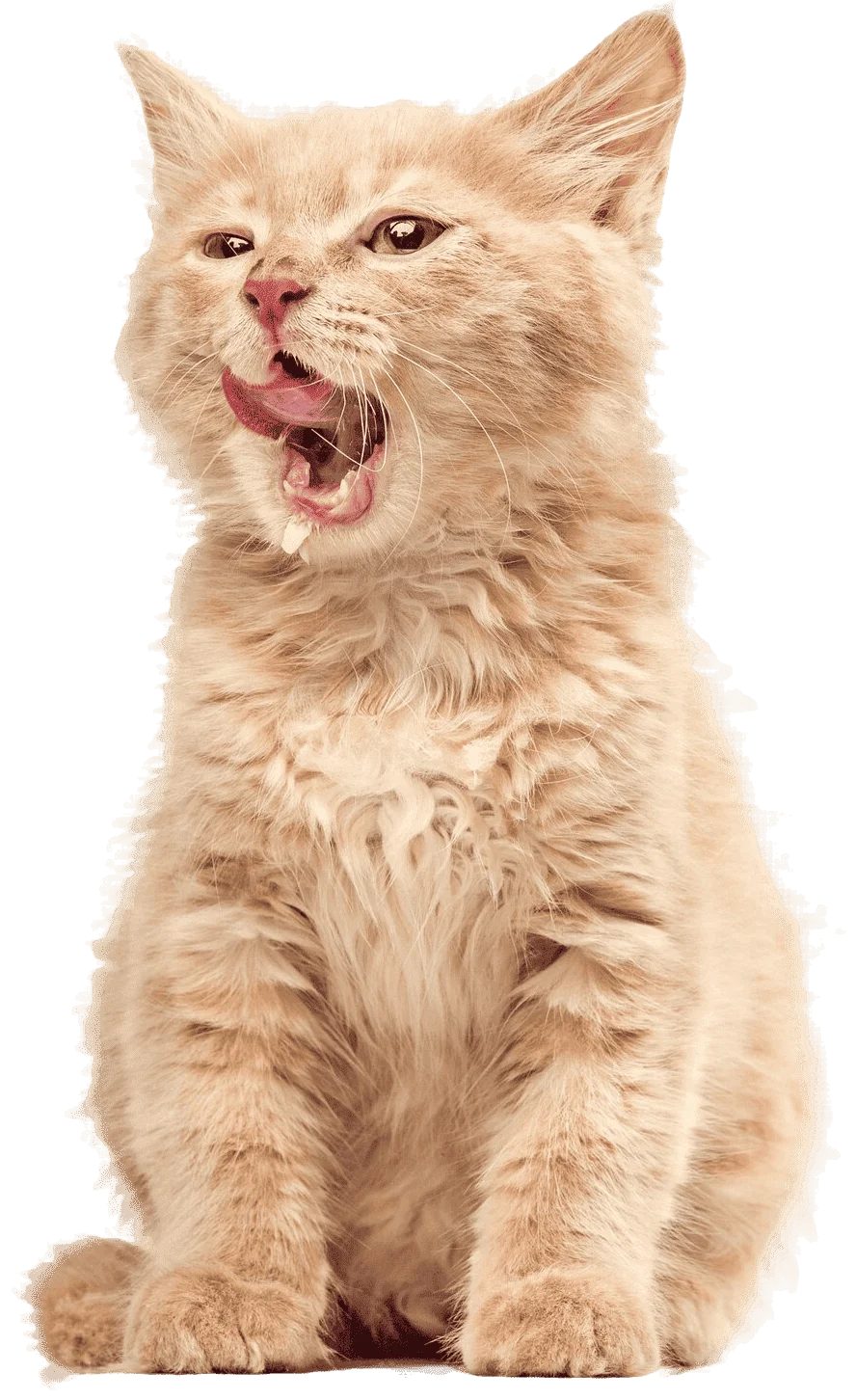 Examen Clínico Cardiovascular