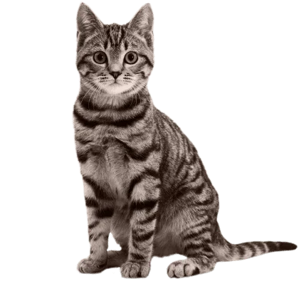 Ecocardiograma Bidimensional