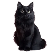 Ultrasonografía Cerebral