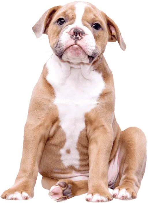 Electrocardiograma de Superficie