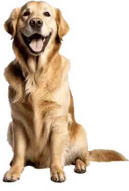 Medición de Presión Arterial Sistémica