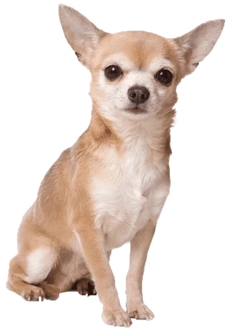 Ultrasonografía Ocular